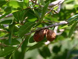 Image result for Hexalobus monopetalus