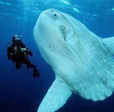 Wenn dir „mondfisch gefällt, gefallen dir vielleicht auch diese ideen. Mondfische Exotische Fische Werden In Die Ostsee Gespult Welt