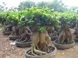 Www Hsbonsai Cn Pohon Bonsai Bonsai Pohon