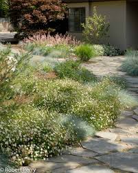 Image result for Erigeron karvinskianus