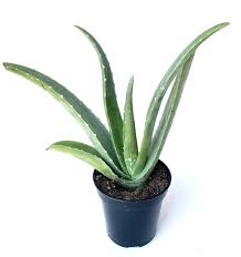 Image result for Aloe