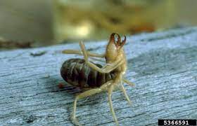 Home > general news > how to get rid of wind scorpions. Sun Spiders And Wind Scorpions Responsible Pest Control