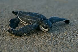 It is a marine reptile, belonging to the family cheloniidae. Baby Sea Turtles See Turtles