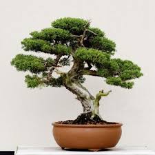 Yet, this only simplifies things for you because, with a good website, you can sell bouquets, bonsai trees, and other plants right from your home. Home Base Elysian Decor