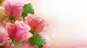 If you need to know various other wallpaper, you could see our gallery on sidebar. 30 Pink Rose Pc Wallpaper Ryan Wallpaper