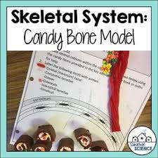 Educational innovation will play an increasingly important role in our society bonemodels, the leading company in dental models for dental training education, has provided its models for prosthesic protocols to the workshops that. Bone Modeling Activity By Suburban Science Teachers Pay Teachers