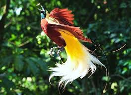Lesser Bird Of Paradise Images The Lesser Bird Of Paradise Paradisaea Minor Is A Bird Of Paradise In The Genus Paradisaea Is Distributed Th Greater Bird Of Paradise Birds Of Paradise Bird
