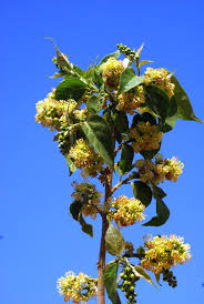 Image result for Croton megalobotrys