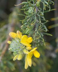 Image result for Adenocarpus