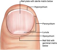 Image result for paronychium