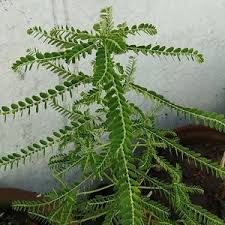 Image result for Phyllanthus boehmii