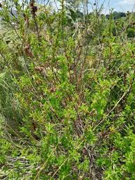 Image result for Kotschya