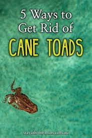 There Are Several Different Ways To Kill Cane Toads Some Of Them A Lot More Humane Than Others While It Is Advisable To Kill These Pests And Toad Cane Frog