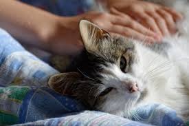 Il décide de s'arrêter pour voir de quoi il s'agit, et il comprend vite qu'il vient de retrouver son chat … Dire Adieu A Son Animal De Compagnie Pawshake Blog
