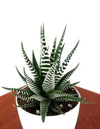 13 Best Indoor Succulents To Grow Now Finding Sea Turtles Zebra Plant Succulents Indoor Hanging Plants