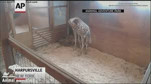 See miles, autumn and kellan interact with each other, their keepers and visitors each day, then watch them settle in for the night in their barn! No More Babies April The Giraffe Is Going On Birth Control Wbir Com