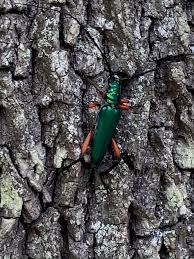 Image result for Buchnera keilii