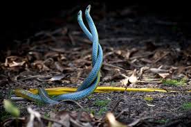 Snake island is an islet in new york. The Amazing World Ilha Da Queimada Grande Snake Island Island Off The Coast Of Brazil Atlantic Ocean Brazil