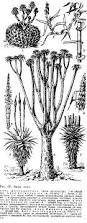 Image result for Mesanthemum glabrum