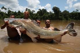 „anakondy pozoruji v amazonii relativně často. Hangin With Big Fish Man Jakub Vagner Fiskefuralle