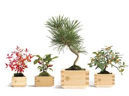 The lantern is a prime example of the principle of wabi/sabi. Masumoss The New Japanese Plant Art Trend Japanese Plants Plant Art Japanese Indoor Plants