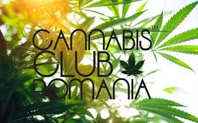 Uruguay a finalizat implementarea legii pentru legalizarea marijuanei. Cannabis Club Ro Cannabisclubro Twitter