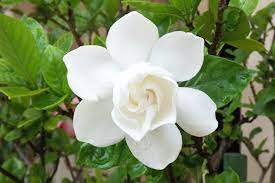 Transfer the gardenia to a container that can be moved indoors when the weather is not conducive to a healthy gardenia plant. Gardenia How To Plant Grow And Care For Gardenias The Old Farmer S Almanac