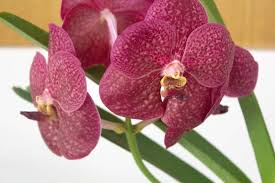 Image result for Vanda