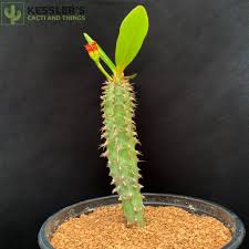 Image result for Euphorbia venteri