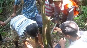 The proven health benefits of longjack tongkat ali will leave you with a smile. Cara Nak Cabut Tongkat Ali Youtube