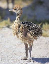 Bird That Looks Like An Ostrich Ostrich Photo In Etosha Namibia Africa Baby Ostrich Ostriches Pet Birds