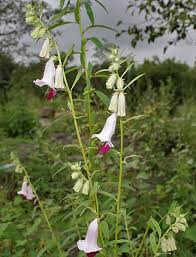 Image result for Sesamum calycinum