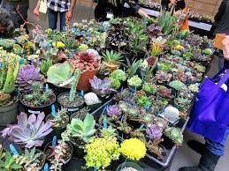 San francisco botanical garden, county fair building, 9th & lincoln, san francisco ca, 7pm third tuesday affiliate rep: From The San Francisco Succulent Society Succulents
