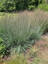 Image result for Brachyachne simonsii