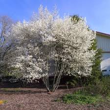 Image result for Amelanchier laevis
