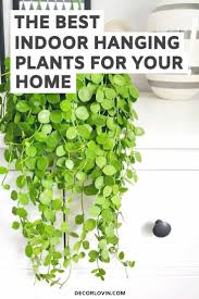 The Best Indoor Hanging Plants In 2020 Best Indoor Hanging Plants Hanging Plants Indoor Hanging Plants