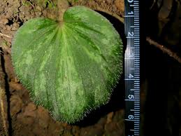 Image result for Nervilia petraea