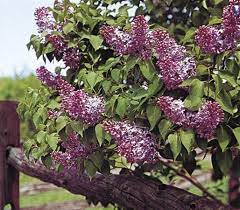 Lilac Description Major Species Varieties Facts Britannica
