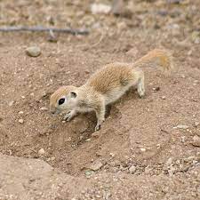 Here are three of the little tykes. Round Tailed Ground Squirrel Ground Squirrel Squirrel Sonoran Desert Wildlife
