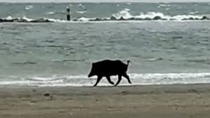 Sabato 12 giugno 2021 francesca magrì. Sorpresa In Spiaggia All Alba Un Cinghiale Passeggia In Riva Al Mare Video