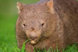 Image result for Common wombat