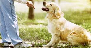 Core golden retriever training tips when training your golden retriever there a few things and different types of training to consider, these will most likely make the training experience much more easier and pleasant for you and your dog. What Is The Right Age To Start Training A Golden Retriever Puppy