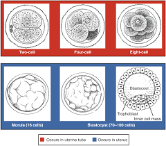 28 2 Embryonic Development Anatomy And Physiology