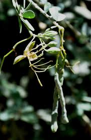 Image result for Cadaba farinosa