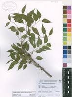Image result for Entandrophragma caudatum