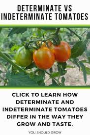 Through years of trial and error, we have found what we feel is the best way to grow tomatoes, peppers, and many other vegetables with little maintenance, and amazing, consistent results. How To Care For Determinate Vs Indeterminate Tomatoes You Should Grow