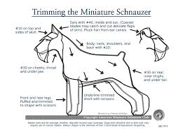 63 Competent Mini Schnauzer Size Chart