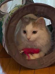 Heidi Pickett-Watters DVM, 5222 Fulton Dr NW, Canton, OH 44718, US