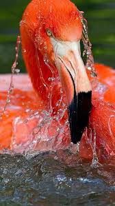 Mesmerizing Nature Flamingo Pictures Animals Beautiful Animals Wild
