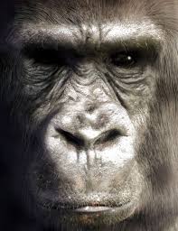 Blender 3d Gorilla Open Source 3d Modelling Software Art Gallery Blender Models Blender 3d